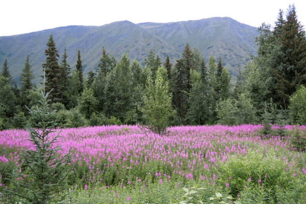 Moose Pass Image